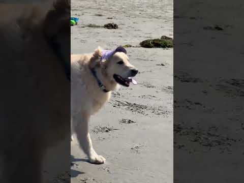 #longweekendvibes #dogbeach #cuteanimal #playfulldog #sun #summertime #cuteanimal #goldenretreivers