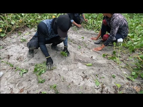 EP752-P3 - Paghuli ng Alimasag | Pagtatanim sa Isla