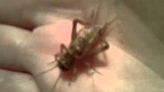 Cricket Chirping In My Hand
