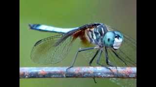 CAPTAIN BEEFHEART -- HER EYES ARE A BLUE MILLION MILES