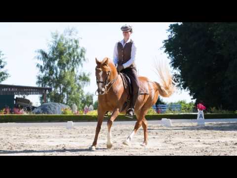 Working Equitation Dressur