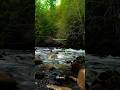 9 Second Of Pure Nature Sounds Share This With Someone Who Could Listen To Nature For Hours Hills