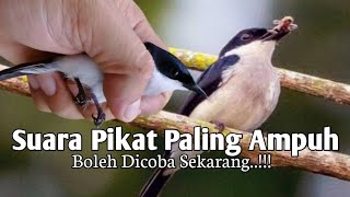 Download lagu MP3, Suara Pancingan Burung Jingjing Batu. Ampuh Untuk Pikat mp3 Download lagu MP3, Suara Pancingan Burung Jingjing Batu. Ampuh Untuk Pikat mp3