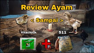 Download lagu Review Ayam Pelung Umur Dini Hingga 1 Bulan Dengan Voer 511   Vitachick Magetan || Ternak Eps 1 mp3