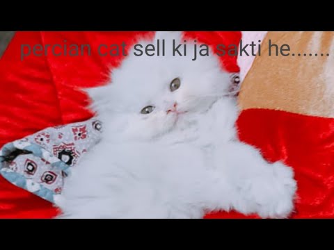 percian cats sell ker sakte hein👍..ya nahi ?