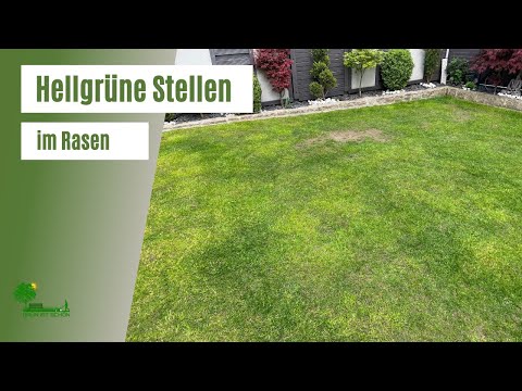 , title : 'Hellgrüne Stellen, Flecken im Rasen | Poa Annua entfernen | Rasensamen für Lehmboden'