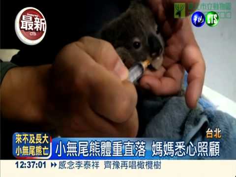 類似人類感染愛滋 小無尾熊夭折