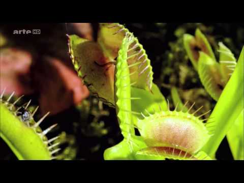 Die Tricks der Pflanzen   Tödliche Fallen   Arte Doku HD