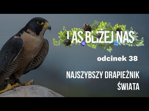Las bliżej nas - Najszybszy drapieżnik świata [odc. 38]
