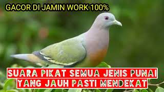 Download lagu gacor dan ampuh suara pikat pemanggil jenis burung punai‼️terbukti di jamin work tanpa menunggu mp3