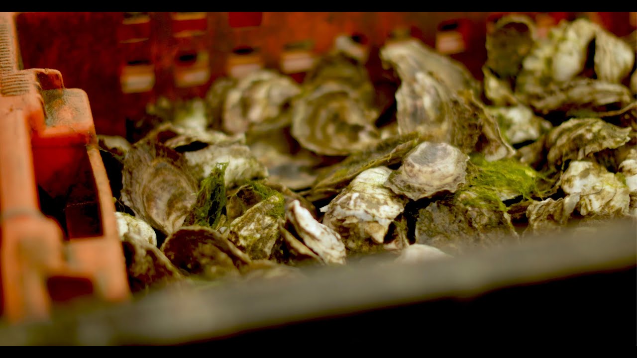 Diving Deep on Aquaculture