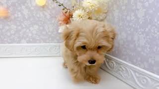 ハーフ犬の動画01