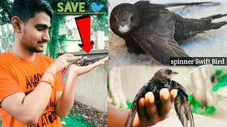 Download lagu common swift Bird🐦Saving a Baby Bird- Rescue Mission | Heart Touching #viral #swift #birds #vlogging mp3 Download lagu common swift Bird🐦Saving a Baby Bird- Rescue Mission | Heart Touching #viral #swift #birds #vlogging mp3