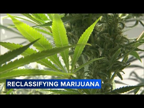 Trump to sign executive order reclassifying marijuana: Officials
