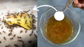 How To Get Rid Of Ants Permanently In The House Kitchen Or Outside Quickly