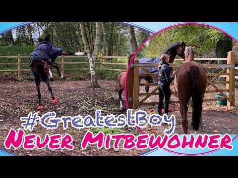 Lia & Alfi - Neues Pony - Georgie zieht ein!