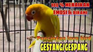 Download lagu PANCINGAN LOVEBIRD LUTINO GESTANG/GESPANG|| pancingan birahi emosi lb jantan mp3