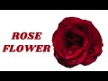 10 Fascinating Facts About The Rose Flower