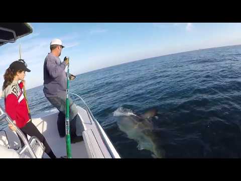 16ft Great white shark caught and released off Hilton Head, SC