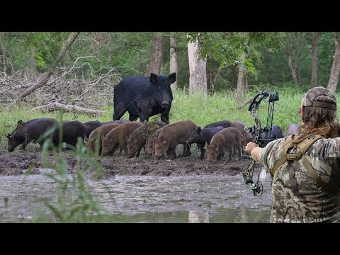 , title : 'Bow Hunting Wild Hogs On The Ground | Up Close and Personal!'