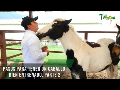 Steps to a well-trained horse, part 2 - TvAgro by Juan Gonzalo Angel Restrepo
