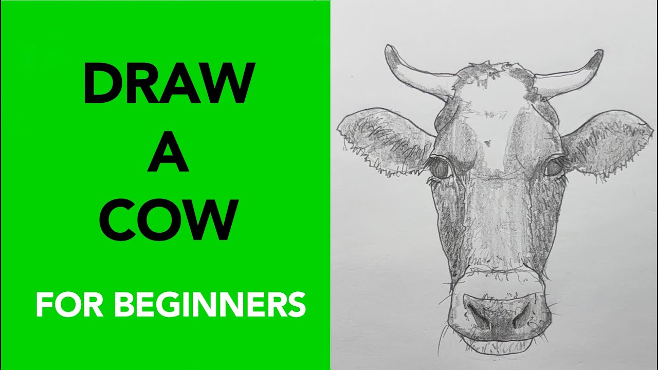 How to Draw a Cow (Easy, Beginner-Friendly Tutorial)