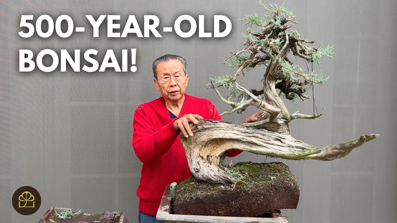 Turning a 500-Year-Old Yamadori CA Juniper into a Bonsai