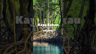 Download lagu Jenis jenis kayu aquascape | Kayu bakau #shorts #aquascape mp3