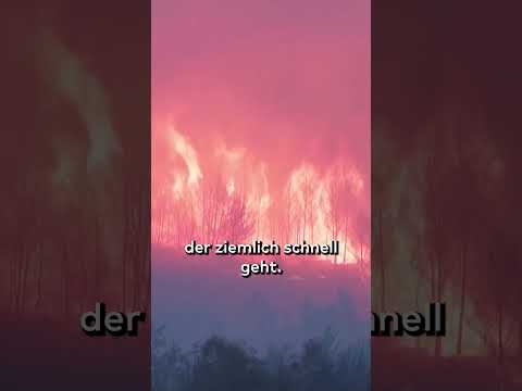 SÜDEUROPA: Massive Waldbrände in Frankreich und Spanien! Feuerwehr kämpft gegen Feuerwalze #shorts