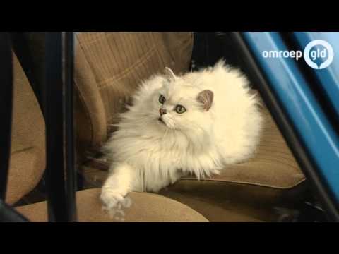 4Daagse Journaal 20-07-15 De opvolger van Vierdaagse Poes Wilma