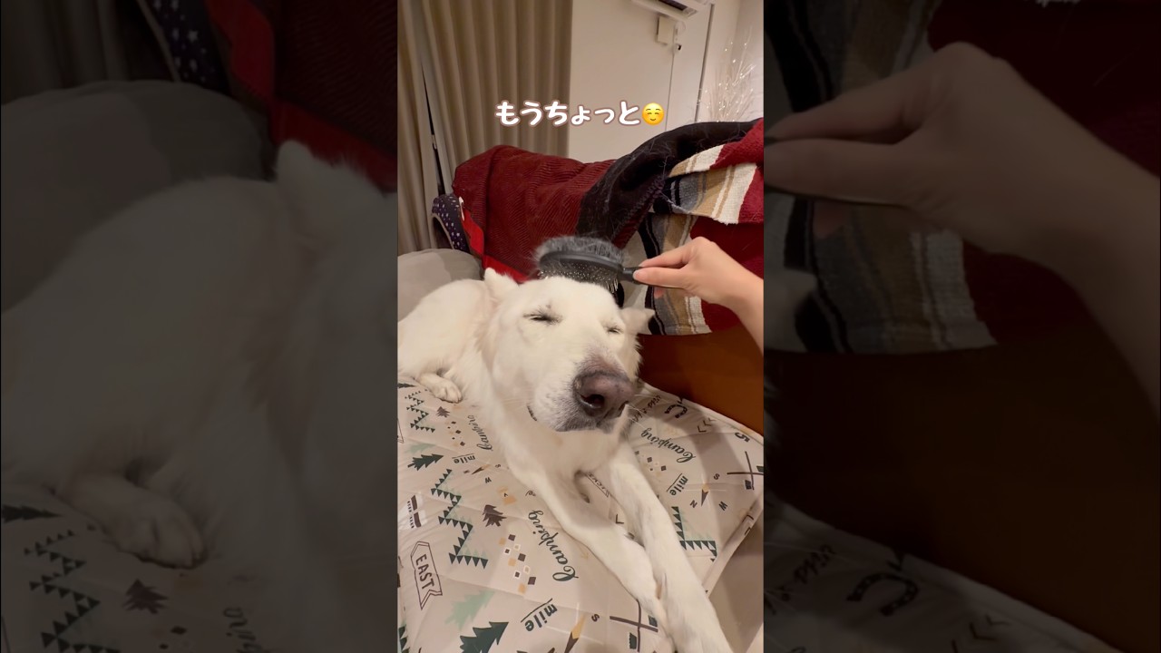 ブラッシングをしてほしい場所を教えてくれる大型犬【ホワイトシェパード】　#shorts