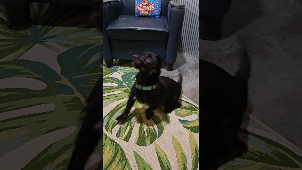 Enlarge Grover, a Adoptable mixed breed in Point Pleasant, WV video 4/4