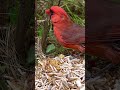 Northern Cardinal | Aviary Birds | Bird Sounds