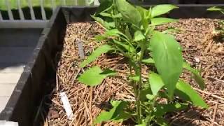 Why Topping Pepper Plants Doesn&#39;t Always Work (7 Week Update)