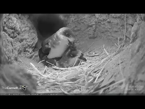 20107/11/14 8h50m Bermuda Cahow Cam~A long mating~