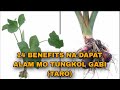 HEALTH TIPS | 14 BENEFITS ABOUT GABI (TARO) | ONAK TV
