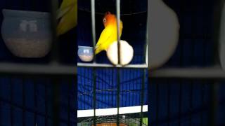 Download lagu Love bird Si Gading konslet mp3 Download lagu Love bird Si Gading konslet mp3