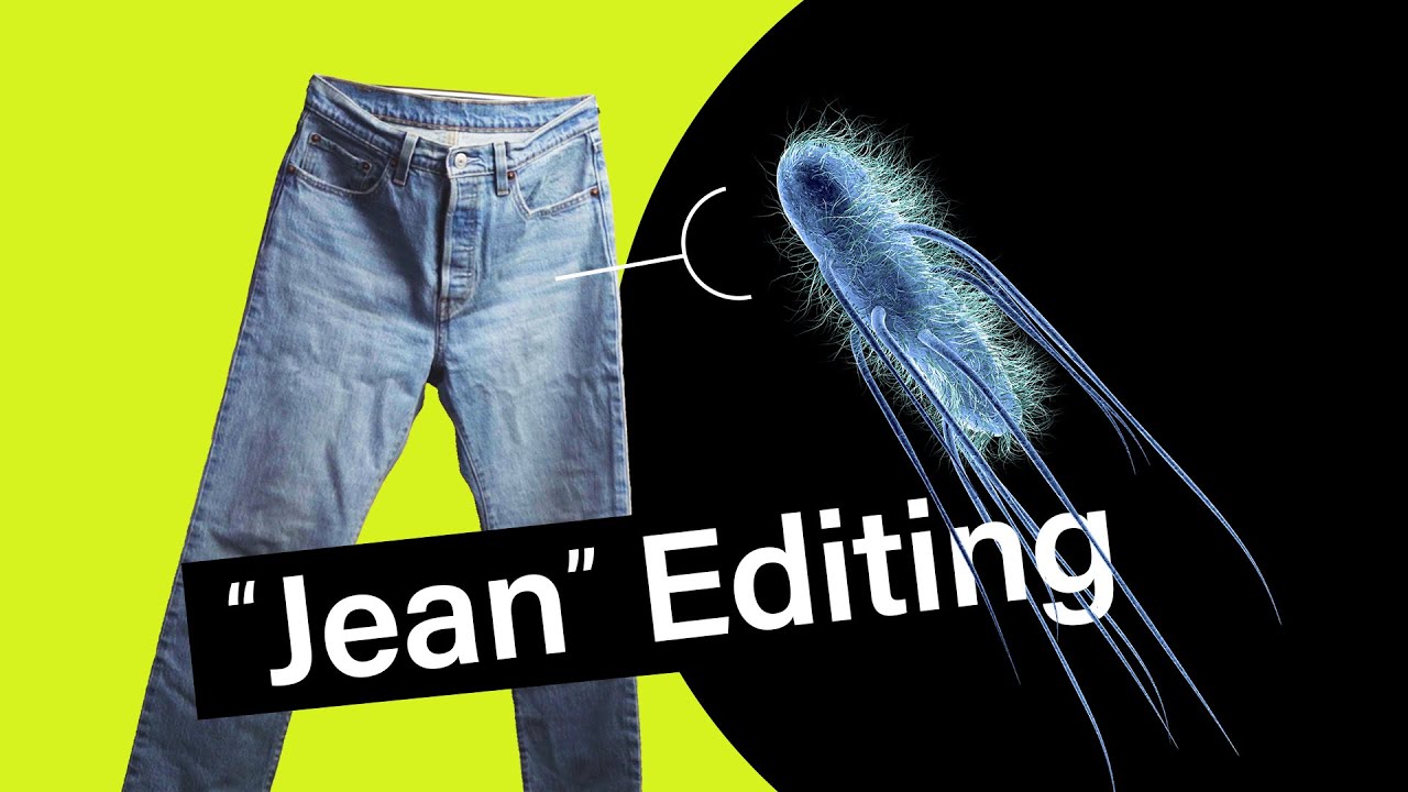 How researchers hack bacteria to dye blue jeans