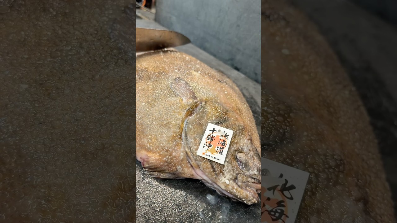 還流サメガレイ鮨