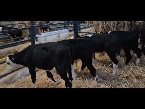 5 Proper Hereford & 1 Aberdeen Angus bulls - Image 2