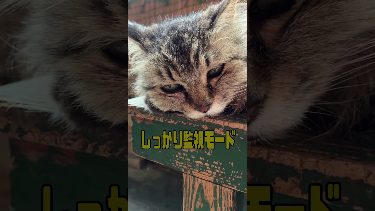 入りたいのに #猫 #ねこ #なかにわ荘 #かわいい