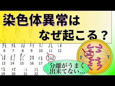 ヒト 16 番染色体について詳しく解説