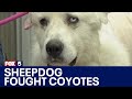 Decatur sheep dog goes missing after fending off coyote attack, returns home days later