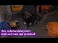 Boerenprotest: veehouder Janneke voelt zich in het verdomhoekje gedrukt |  Omroep Gelderland