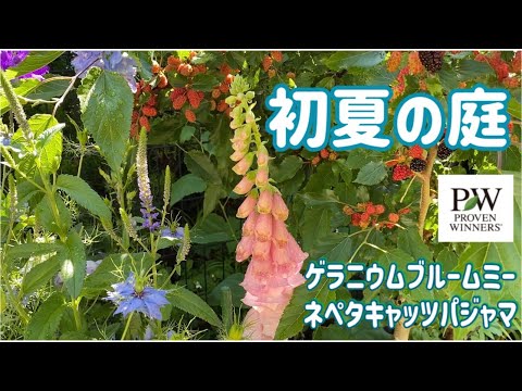 園芸 ネペタイエロー
