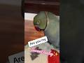 More Chats With Beaker ️ Talkingbird Talkingparrot Funnyanimals Cuteanimals
