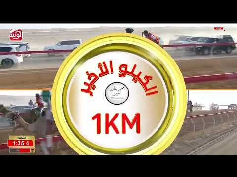  ش 8 (سكر) لـ سعيد أحمد بالرفيعه الفلاسي 3:01:70 , ختامي العين 2026/10/03 السباق التراثي الروضة