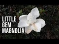 Little Gem Magnolia - Fragrant Evergreen Dwarf Tree