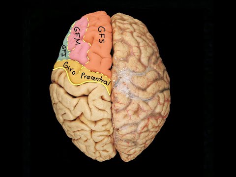 Neuroanatomy: Gyri and Sulci. Summary