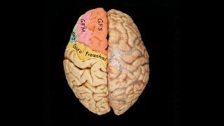 Neuroanatomy: Gyri and Sulci. Summary